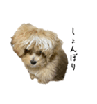 犬のロキくん#2（個別スタンプ：9）