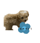 犬のロキくん#2（個別スタンプ：11）