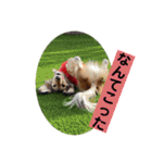 りん☆everyday5（個別スタンプ：5）