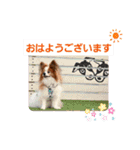 ぱぴぱぴパピヨン102（個別スタンプ：3）