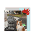 ぱぴぱぴパピヨン102（個別スタンプ：4）