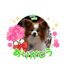 ぱぴぱぴパピヨン102（個別スタンプ：10）