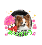 ぱぴぱぴパピヨン102（個別スタンプ：11）