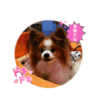 ぱぴぱぴパピヨン102（個別スタンプ：13）