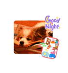 ぱぴぱぴパピヨン102（個別スタンプ：24）