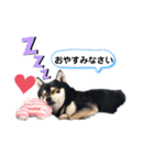 豆柴モコのスタンプ2022（個別スタンプ：3）