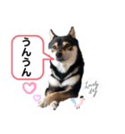 豆柴モコのスタンプ2022（個別スタンプ：9）