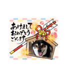 豆柴モコのスタンプ2022（個別スタンプ：14）