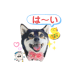 豆柴モコのスタンプ2022（個別スタンプ：17）