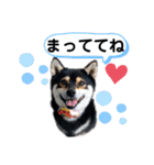 豆柴モコのスタンプ2022（個別スタンプ：22）