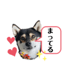 豆柴モコのスタンプ2022（個別スタンプ：23）