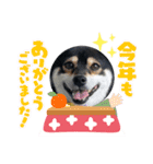 豆柴モコのスタンプ2022（個別スタンプ：24）