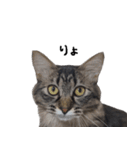 キジトラ猫のよよ（個別スタンプ：1）