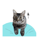 キジトラ猫のよよ（個別スタンプ：5）