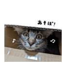 キジトラ猫のよよ（個別スタンプ：7）