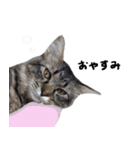 キジトラ猫のよよ（個別スタンプ：8）