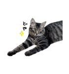 キジトラ猫のよよ（個別スタンプ：9）