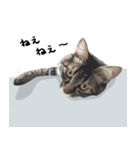 キジトラ猫のよよ（個別スタンプ：11）