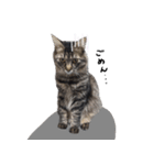 キジトラ猫のよよ（個別スタンプ：12）