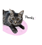 キジトラ猫のよよ（個別スタンプ：13）