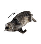 キジトラ猫のよよ（個別スタンプ：14）