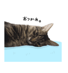 キジトラ猫のよよ（個別スタンプ：15）