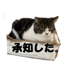 石田家のネコたち（個別スタンプ：2）