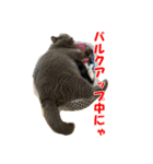 石田家のネコたち（個別スタンプ：3）
