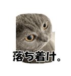 石田家のネコたち（個別スタンプ：8）