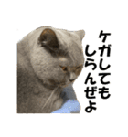 石田家のネコたち（個別スタンプ：9）