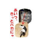 石田家のネコたち（個別スタンプ：12）