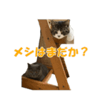 石田家のネコたち（個別スタンプ：13）