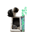石田家のネコたち（個別スタンプ：14）