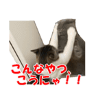石田家のネコたち（個別スタンプ：15）