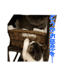石田家のネコたち（個別スタンプ：16）