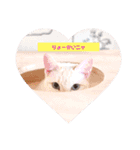 保護猫カフェもりのねこさん❤️1（個別スタンプ：1）