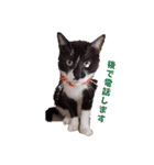 保護猫カフェもりのねこさん❤️1（個別スタンプ：3）