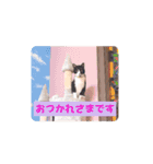 保護猫カフェもりのねこさん❤️1（個別スタンプ：6）