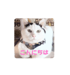 保護猫カフェもりのねこさん❤️1（個別スタンプ：9）