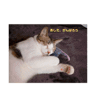 保護猫カフェもりのねこさん❤️1（個別スタンプ：11）