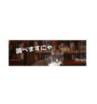 保護猫カフェもりのねこさん❤️1（個別スタンプ：12）