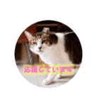 保護猫カフェもりのねこさん❤️1（個別スタンプ：13）