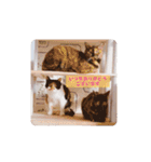保護猫カフェもりのねこさん❤️1（個別スタンプ：14）