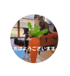 保護猫カフェもりのねこさん❤️1（個別スタンプ：16）