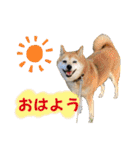 柴犬さくらの可愛いスタンプ（個別スタンプ：3）