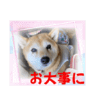 柴犬さくらの可愛いスタンプ（個別スタンプ：27）