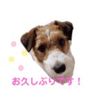 ジャックラッセルいつも可愛いてっちゃん（個別スタンプ：1）