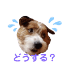 ジャックラッセルいつも可愛いてっちゃん（個別スタンプ：4）