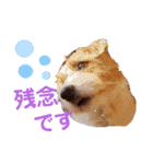 ジャックラッセルいつも可愛いてっちゃん（個別スタンプ：5）