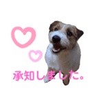 ジャックラッセルいつも可愛いてっちゃん（個別スタンプ：8）